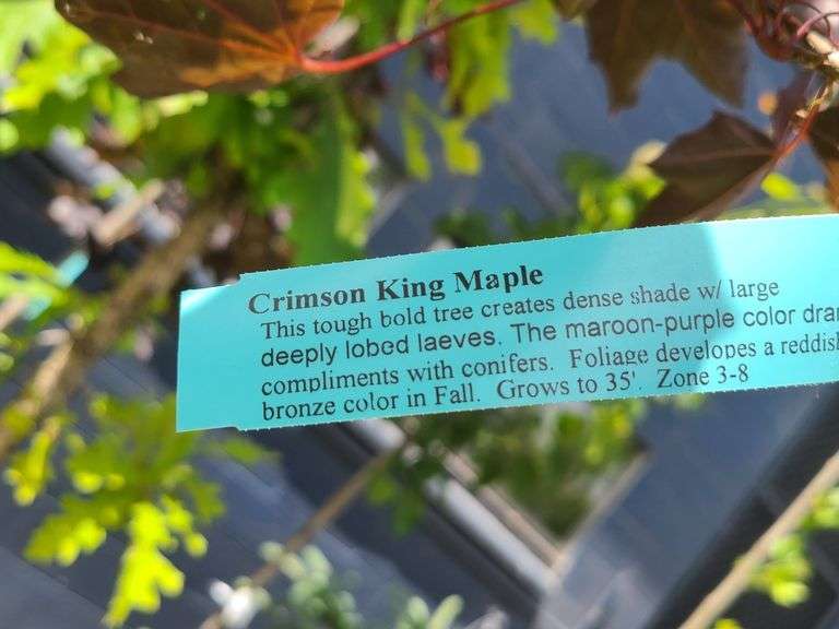 Crimson King Maple