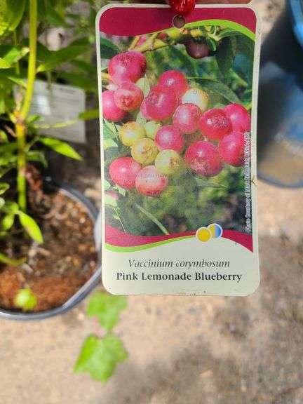 2) Pink Lemonade Blueberry
