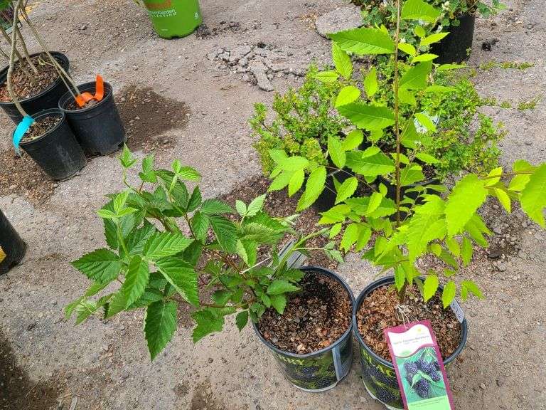 2) Apache Thornless Blackberry