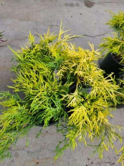 4) False Cypress