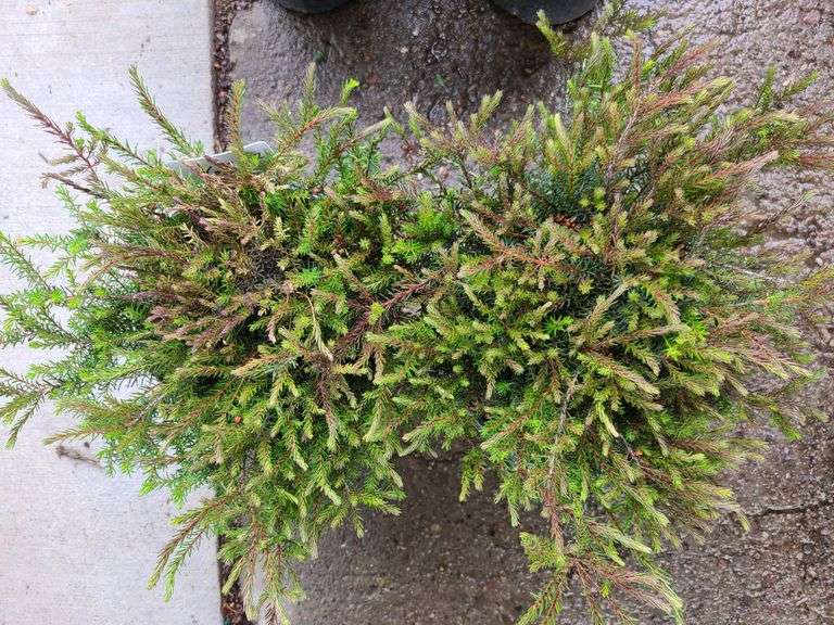 2) Evergreen Bush