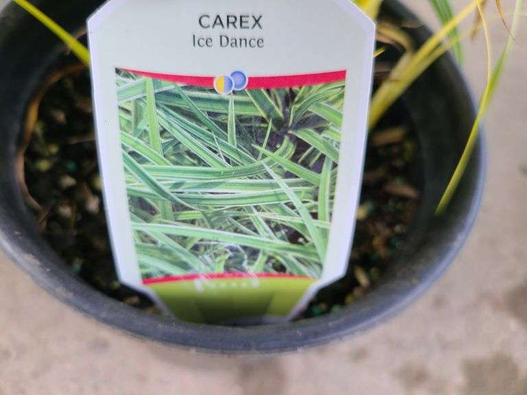 2) Carex Ice Dance