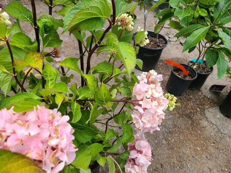 2) Hydrangea