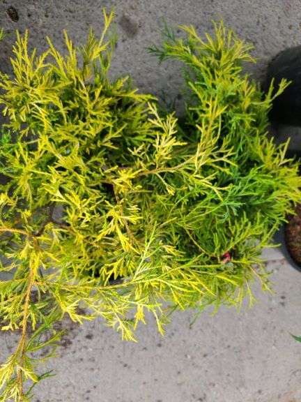 4) False Cypress