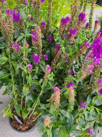 4) Purplegum  Candles Veronica
