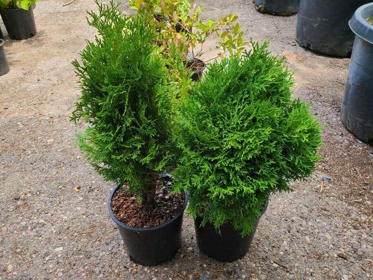 2) Emerald Green Arborvitae