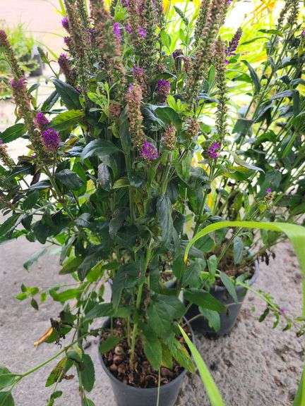 3) Purplegum Candles Veronica