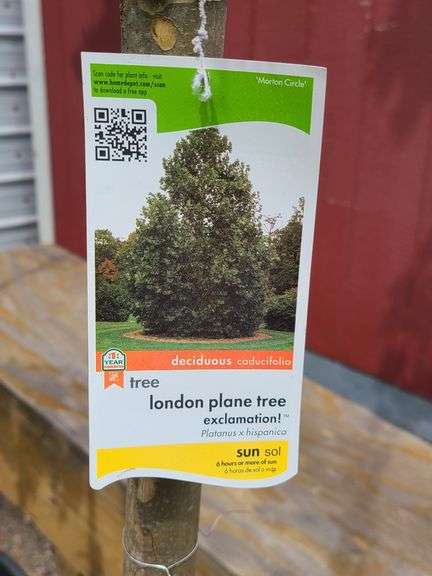 London Plane Tree