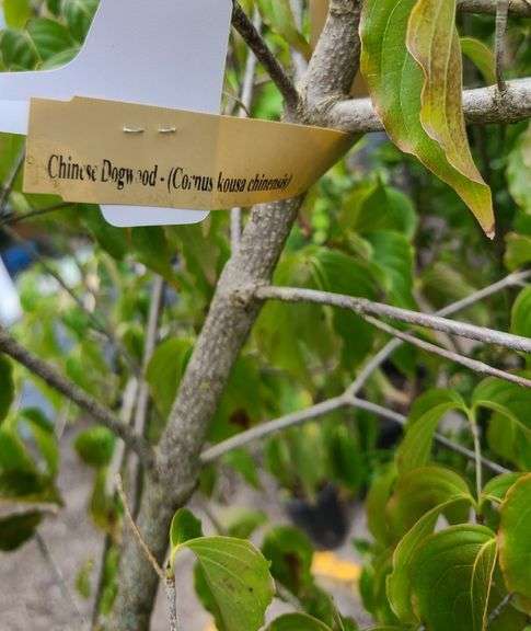 Chinese Dogwood