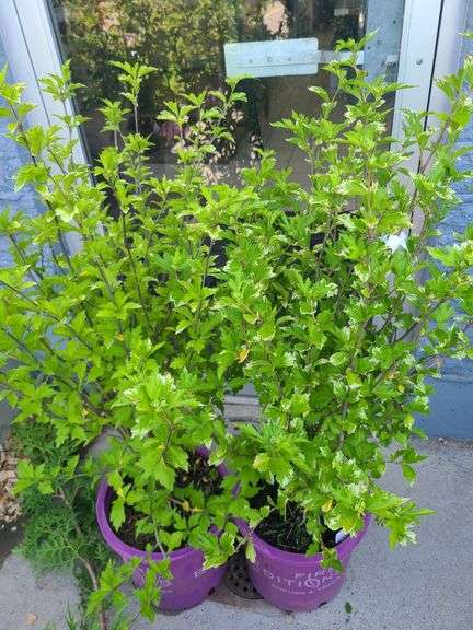 2) Hibiscus Plants