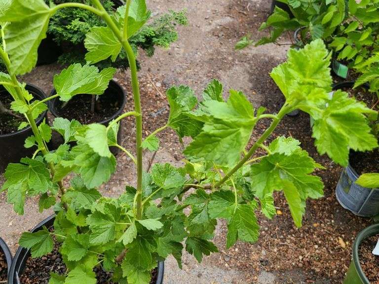 2) Jostaberry Plants