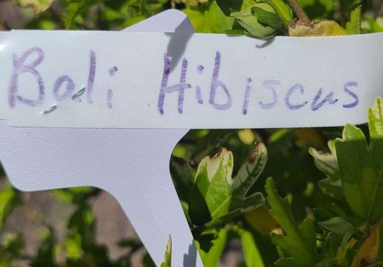 Bali Hibiscus