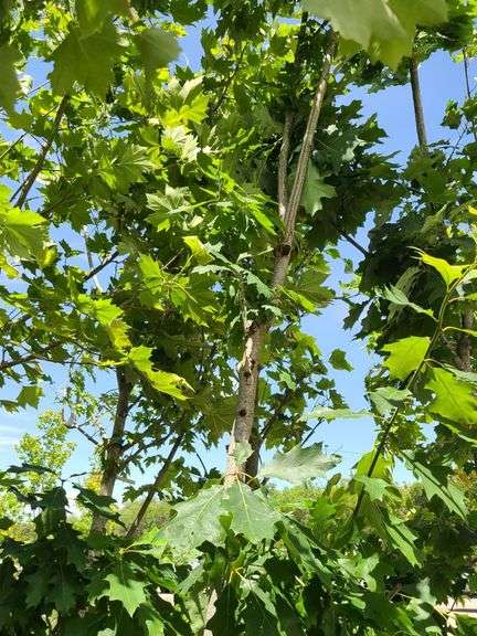 Northern Red Oak