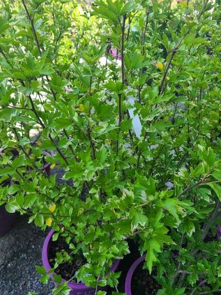 4) Bali Hibiscus Plants