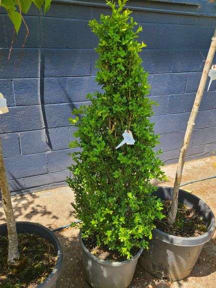 Boxwood