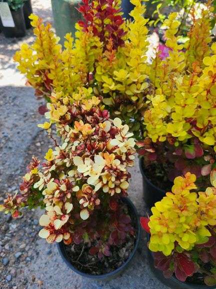 4) Barberry Bushes