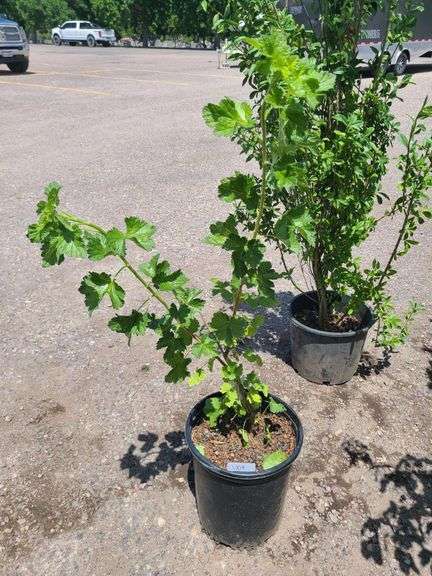Jostaberry Plant