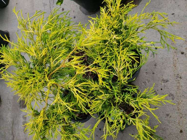 4) False Cypress