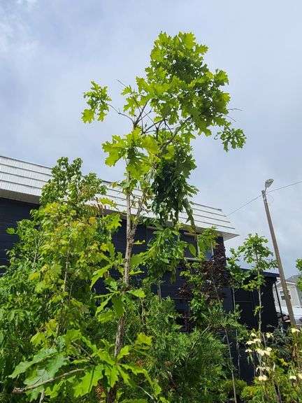 Bur Oak