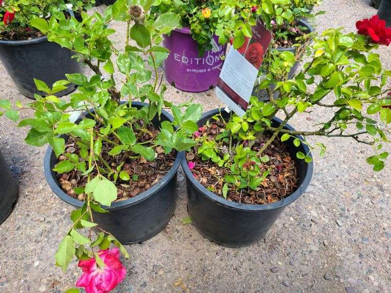 2) Rose Bush