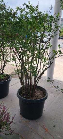 Bluecrop Blueberry Tree