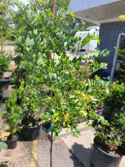 Black Locust