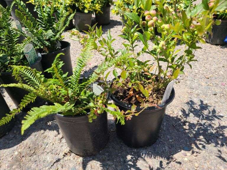 Western Sword Fern, Blueberry Plant