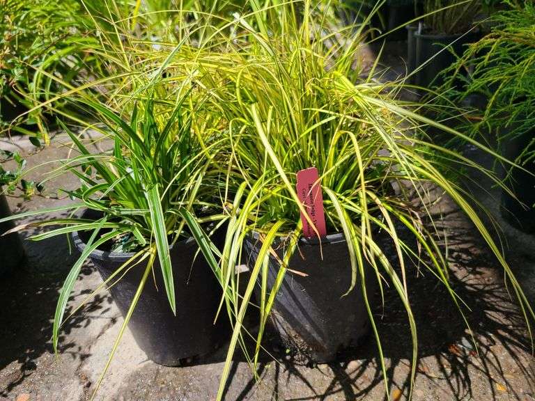 4) Japanese Sedge Eversheen