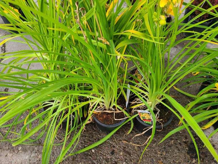 6) Daylily