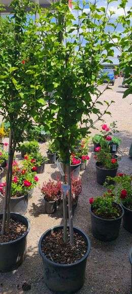 Hibiscus Rose of Sharon Tree