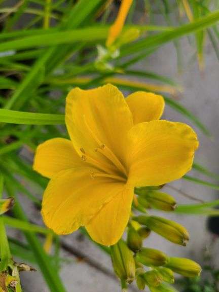6) Daylily
