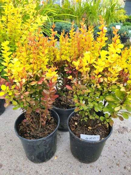 3) Orange Torch Barberry