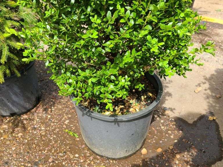 Bush