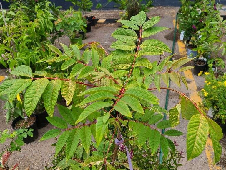 Flamingo Chinese Mahogany