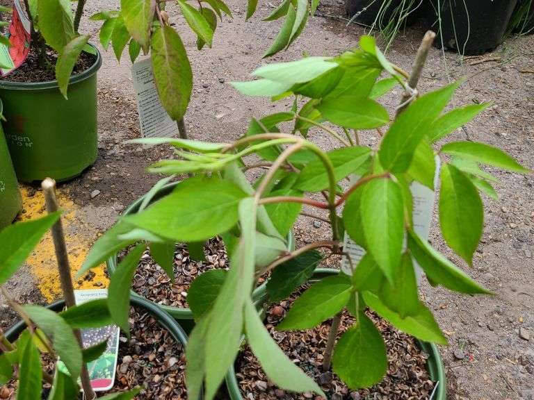 3) Nova Elderberry