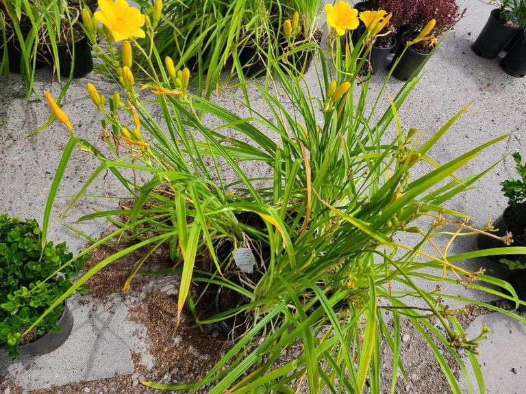4) Daylily