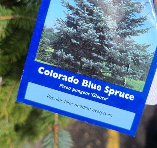 Colorado Blue Spruce