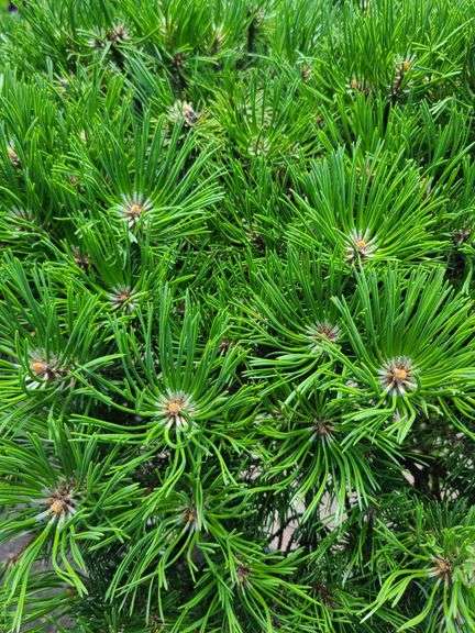 Mugo Pom-Pom Pine