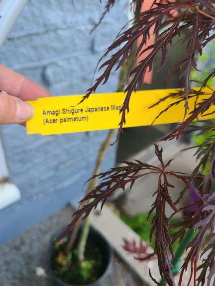 Amagi Shigure Japanese Maple, Acer Palmatum Garnet