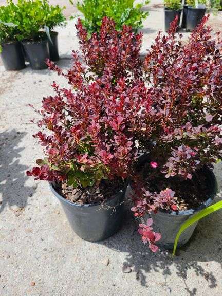 4) Japanese Barberry