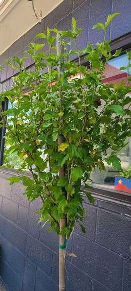Hibiscus Rose of Sharon Tree