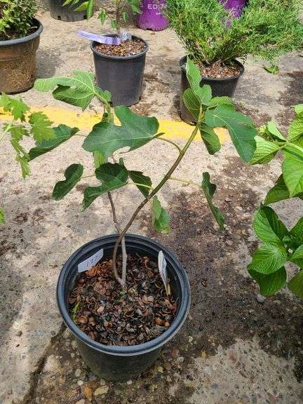 Cold Hardy Fig