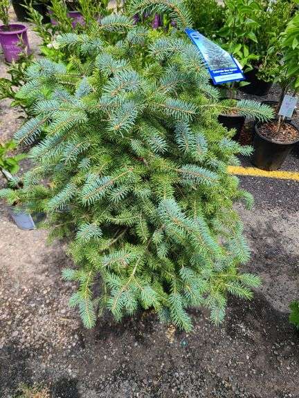 Colorado Blue Spruce