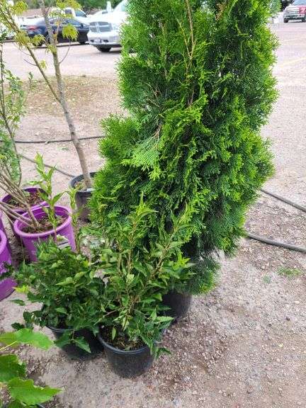 2) Miss Kilm Lilacs, Emerald Green Arborvitae