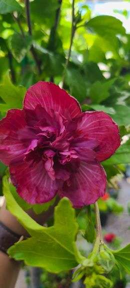 Hibiscus Rose of Sharon Tree