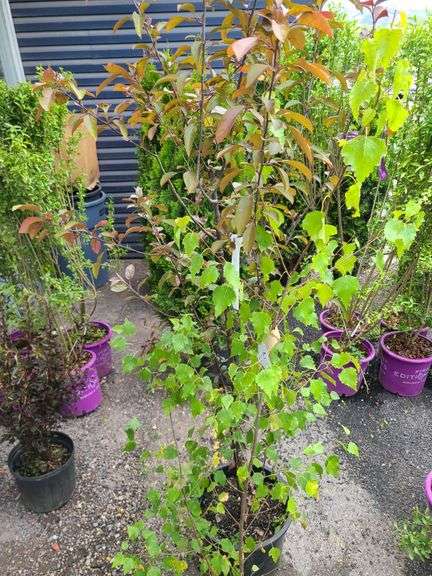 European White Birch, Flowering Crabapple