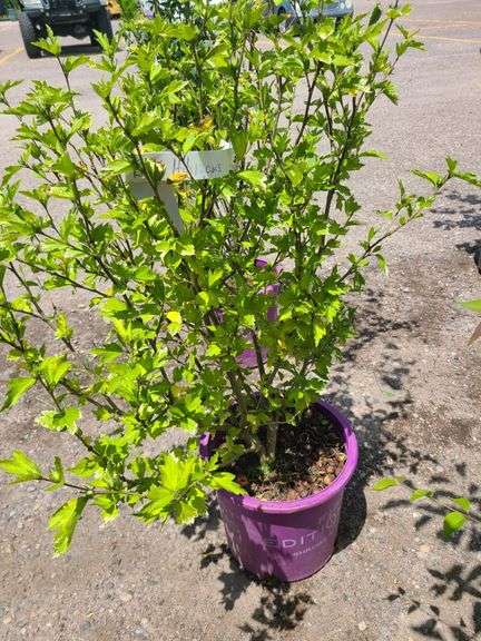 Bali Hibiscus