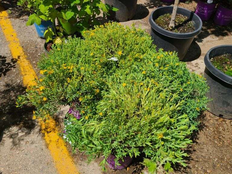 4) Cobalt-N-Gold Hypericum