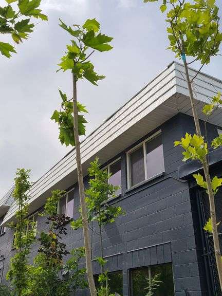 London Plane Tree