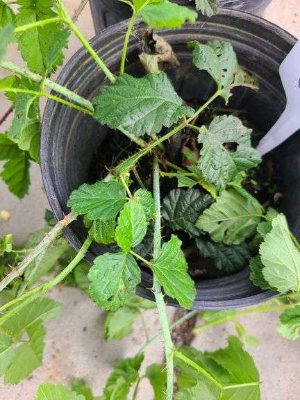 2) Berry Plants